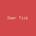 Deer Tick