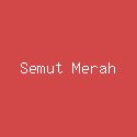 Semut Merah