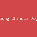 Young Chinese Dogs