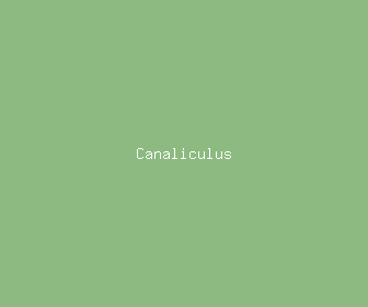 canaliculus meaning, definitions, synonyms