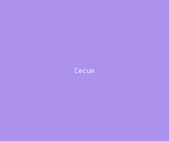 cecum meaning, definitions, synonyms