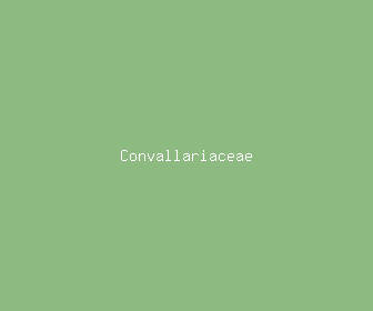 convallariaceae meaning, definitions, synonyms