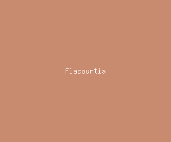 flacourtia meaning, definitions, synonyms