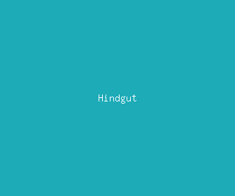 hindgut meaning, definitions, synonyms