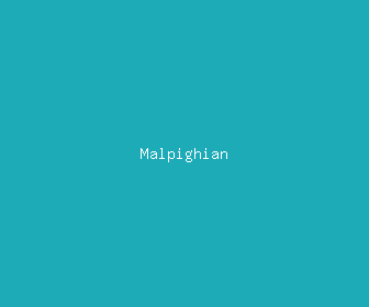 malpighian meaning, definitions, synonyms