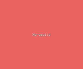 merozoite meaning, definitions, synonyms