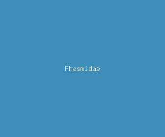 phasmidae meaning, definitions, synonyms