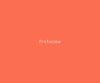 protocone meaning, definitions, synonyms