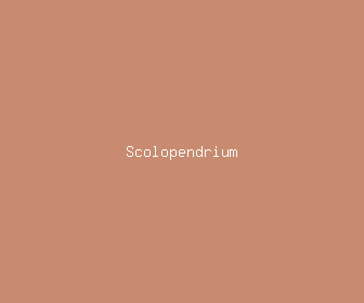 scolopendrium meaning, definitions, synonyms