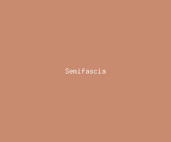 semifascia meaning, definitions, synonyms