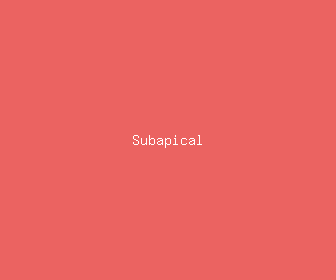 subapical meaning, definitions, synonyms