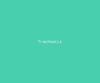 trachealis meaning, definitions, synonyms