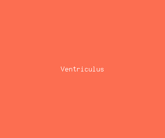 ventriculus meaning, definitions, synonyms