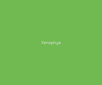 xenophya meaning, definitions, synonyms