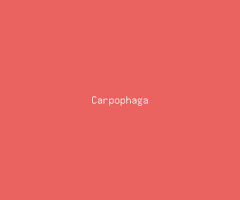 carpophaga meaning, definitions, synonyms