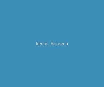 genus balaena meaning, definitions, synonyms