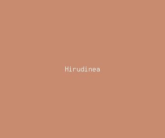 hirudinea meaning, definitions, synonyms