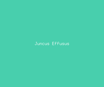 juncus effusus meaning, definitions, synonyms