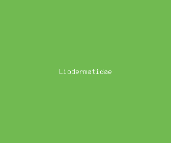 liodermatidae meaning, definitions, synonyms