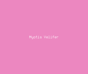 myotis velifer meaning, definitions, synonyms