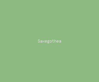 saxegothea meaning, definitions, synonyms