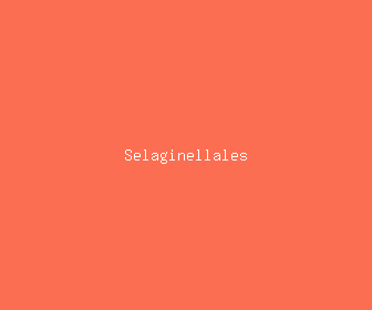 selaginellales meaning, definitions, synonyms