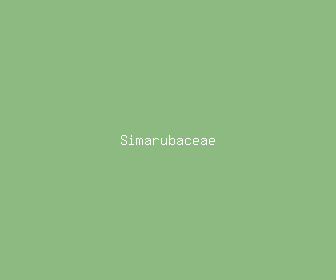 simarubaceae meaning, definitions, synonyms