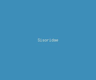 sisoridae meaning, definitions, synonyms