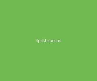 spathaceous meaning, definitions, synonyms