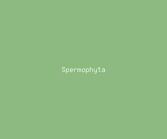 spermophyta meaning, definitions, synonyms