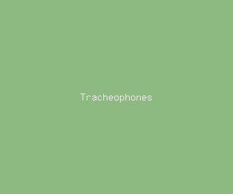 tracheophones meaning, definitions, synonyms