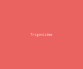 trigoniidae meaning, definitions, synonyms
