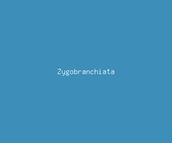 zygobranchiata meaning, definitions, synonyms